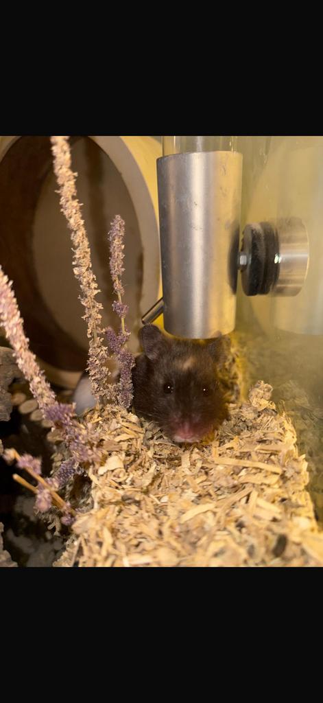 goudhamster, Hamster, Augustus, Vrouwelijk, Tam