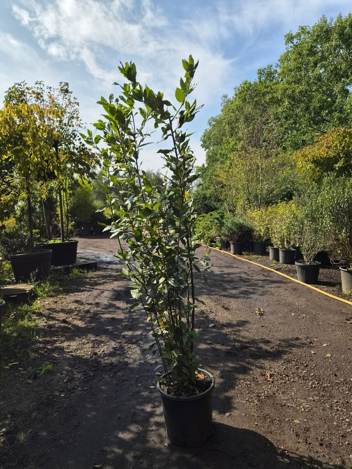 Laurier Nobilis - Alle maten leverbaar keukenlaurier, Ophalen, Volle zon, Vaste plant, Kruiden