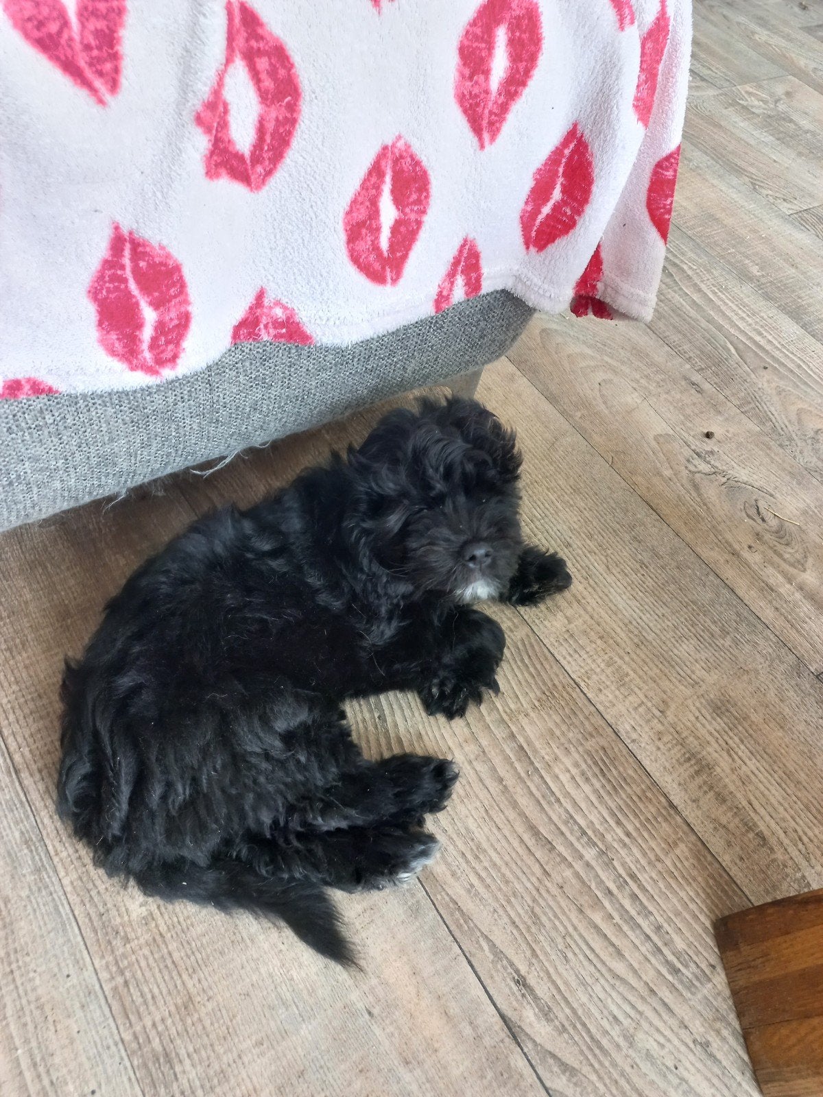 Hondje te koop, Dieren en Toebehoren, Reu, 8 tot 15 weken, Eén hond, Middel