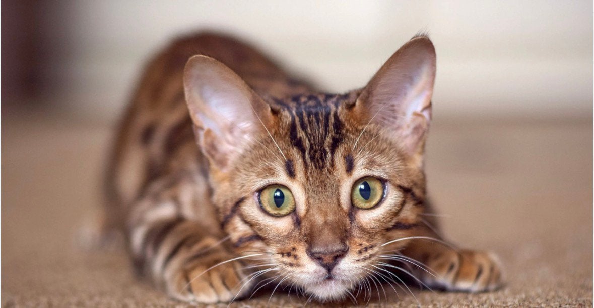 Boerderij kittens +31 6 10 78 62 46, Meerdere dieren, Gechipt, 0 tot 2 jaar