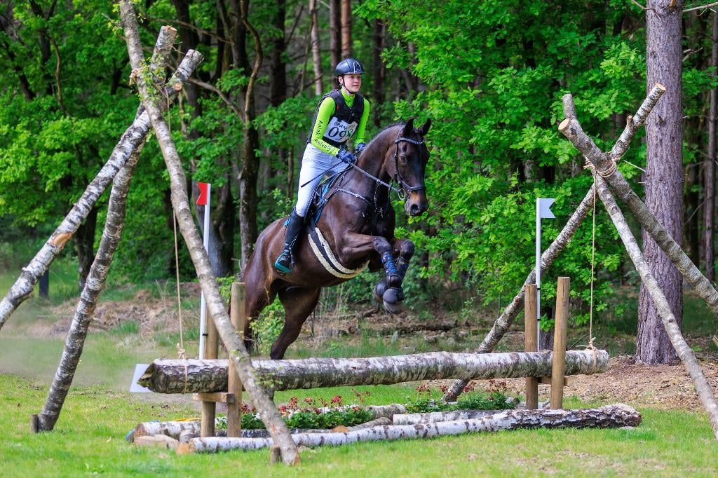 Veelzijdige sportruin 10 jr (Vagrant Z x Kreator x Maykel), Springpaard, 175 cm of meer, Met stamboom, Ruin