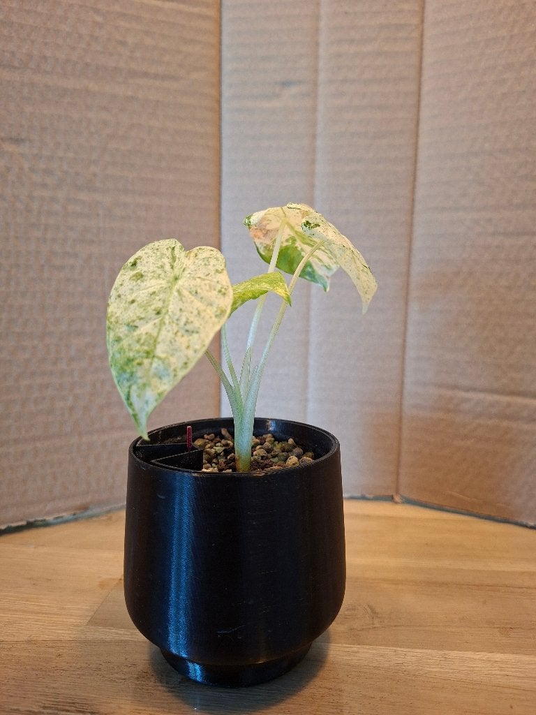 Alocasia Macrorrhiza ‘Splash’ stekje, Overige soorten, Minder dan 100 cm, Groene kamerplant, Halfschaduw