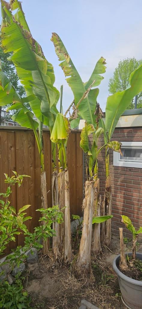 Musa basjoo banenplanten winterhard bananenboom bananenbomen, Tuin en Terras, Ophalen, Volle zon, Overige soorten, 100 tot 250 cm