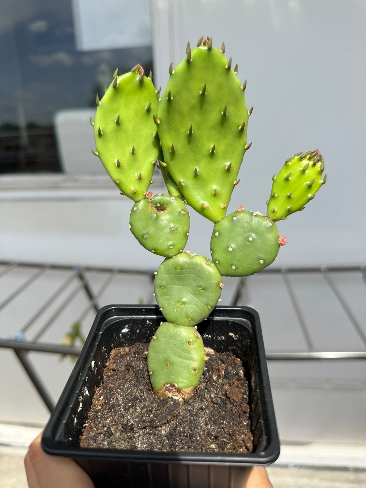 Cactus kamerplant, Tuin en Terras, Planten | Tuinplanten, Ophalen, Overige soorten, Volle zon