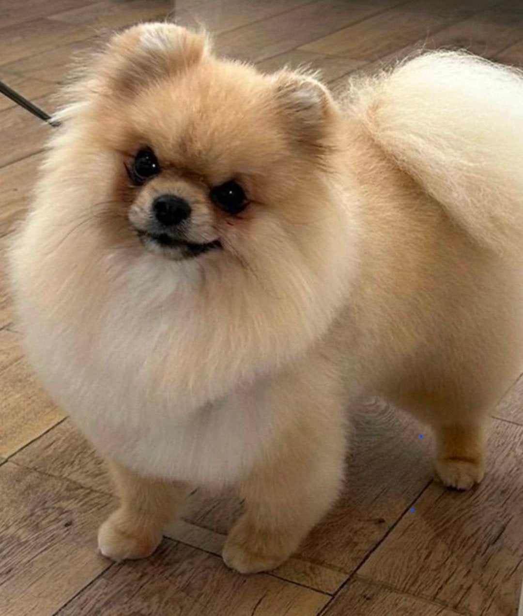 mooie puppys, Parvo, 8 tot 15 weken, Meerdere, Meerdere dieren