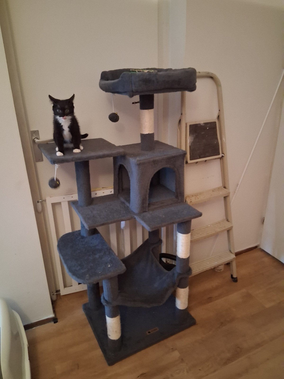 kitten, Poes, Ontwormd, 0 tot 2 jaar