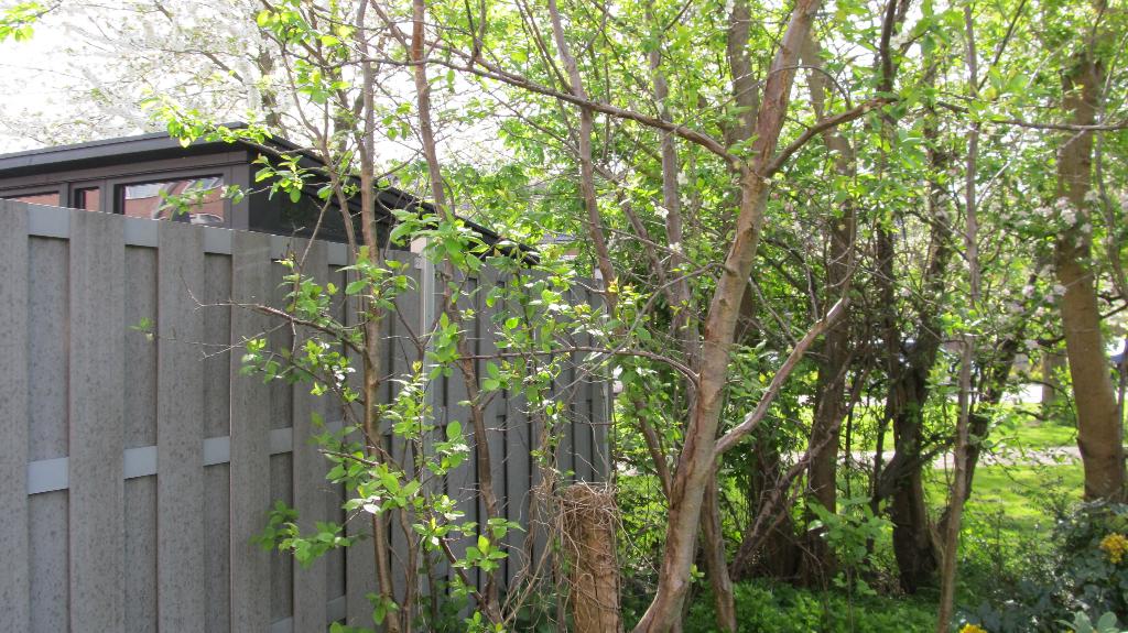Pruimenboom  Superpruimen, Tuin en Terras, Planten | Fruitbomen, Pruimenboom, Minder dan 100 cm, Lente, Ophalen