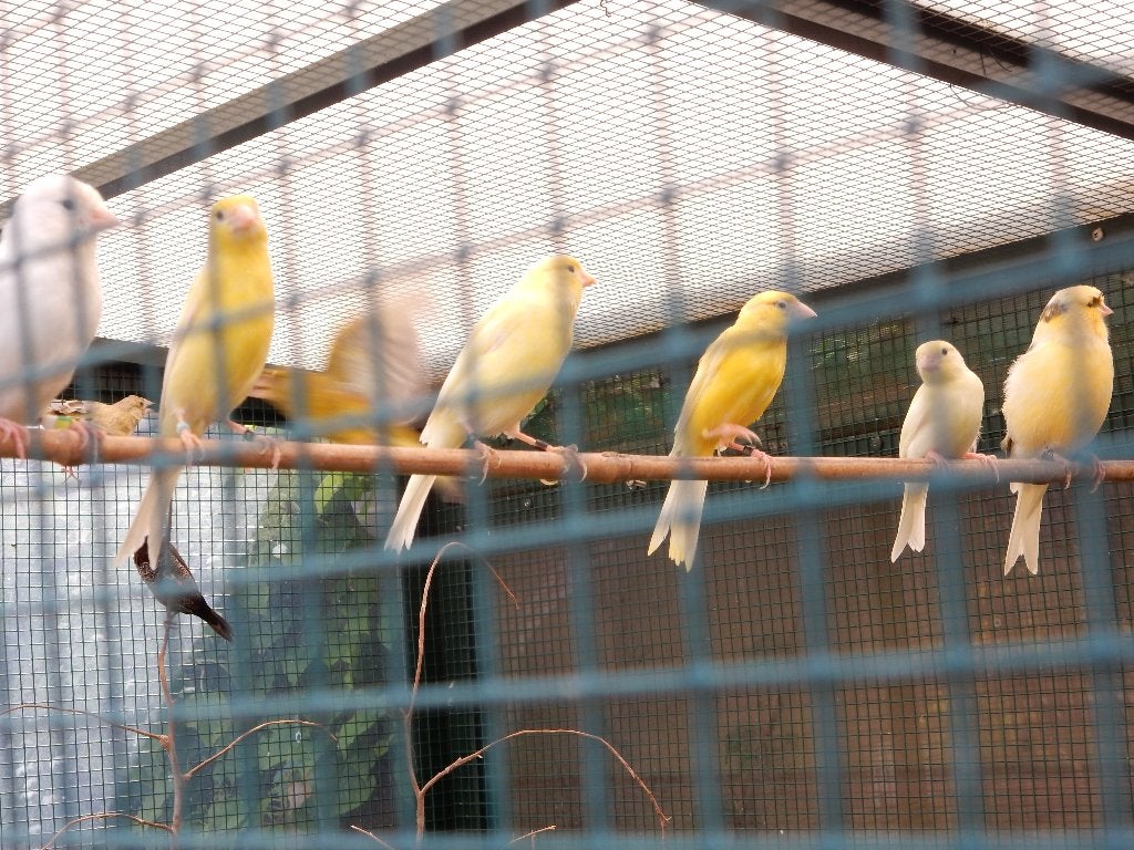gele kanaries, Meerdere dieren, Kleurkanarie