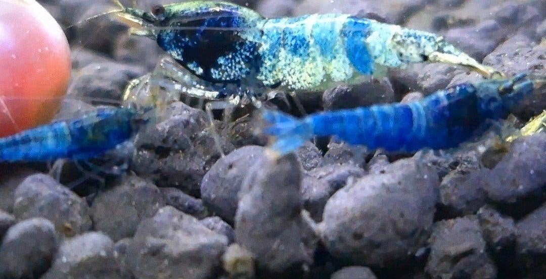 Crazy bleu caridina, Dieren en Toebehoren, Kreeft, Krab of Garnaal
