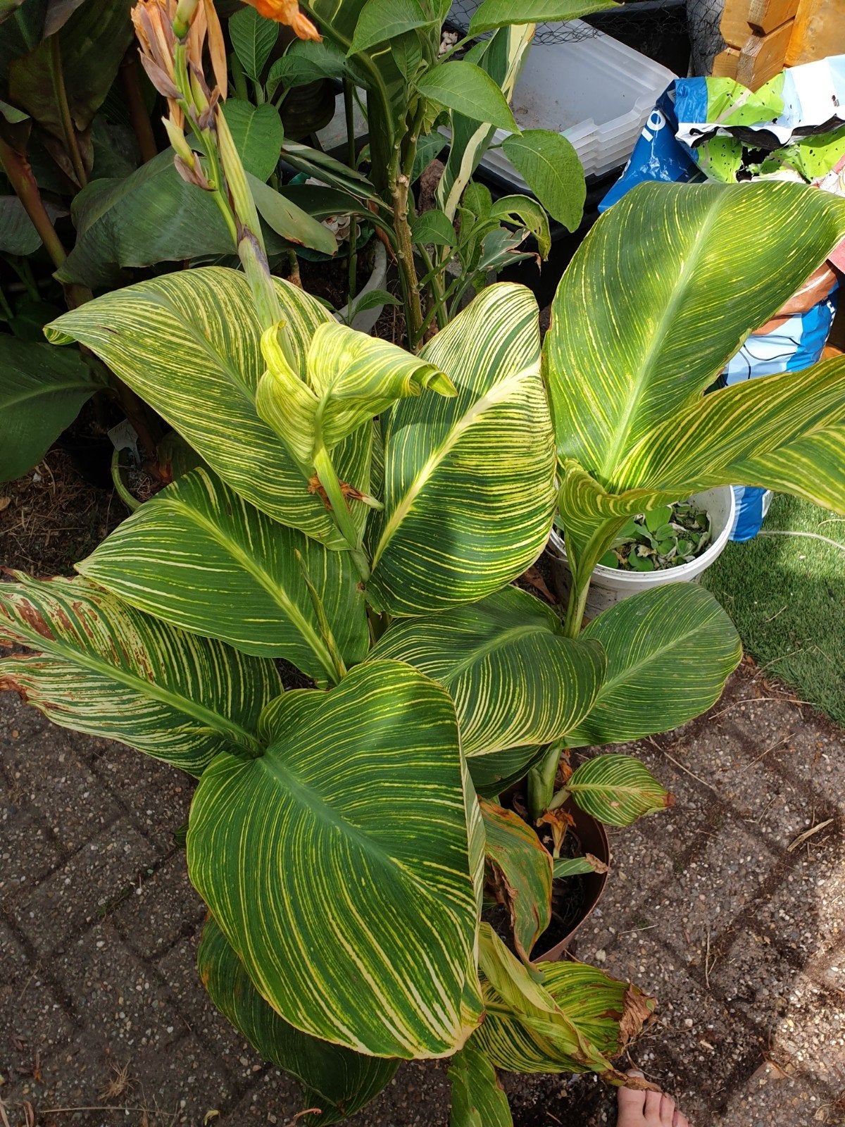 CANNA INDICA PRETORIA, Ophalen, Volle zon, Knol