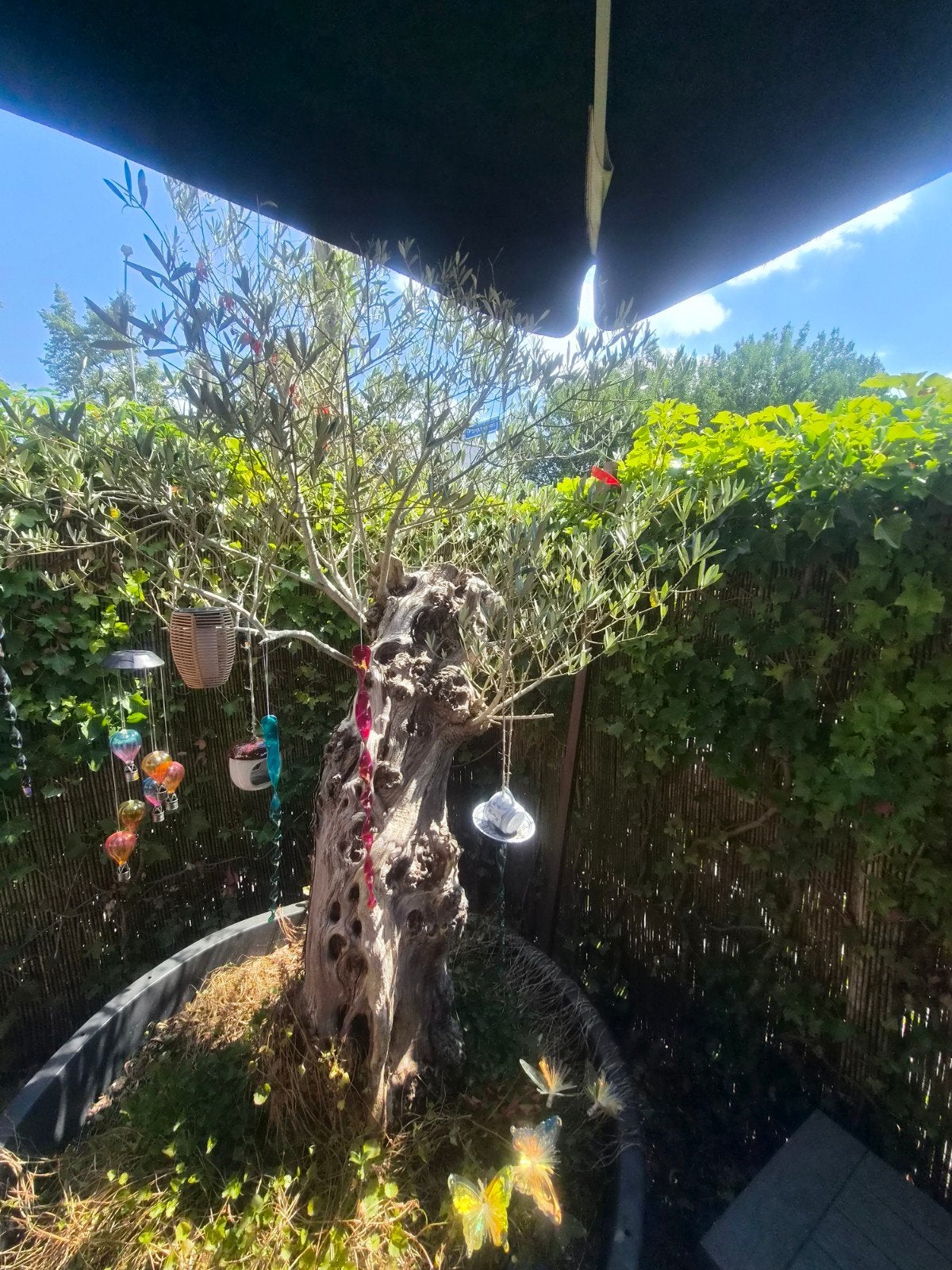Prachtige Olijfboom in pot - Mediterrane sfeer, Bloeit niet, Olijfboom, 250 tot 400 cm, Ophalen