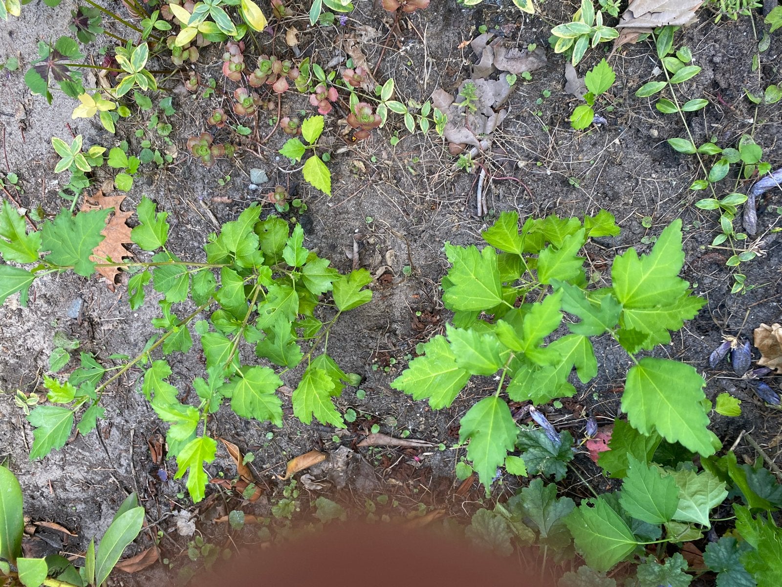 3 stekken van bloeiende Hibiscus struik, Tuin en Terras, Planten | Tuinplanten, Volle zon, Vaste plant, Zomer, Ophalen