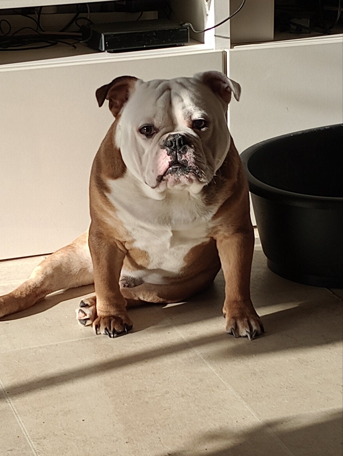 Te koop new engelse bulldog bruin wit, Reu, 1 tot 2 jaar, Bulldog, Eén hond