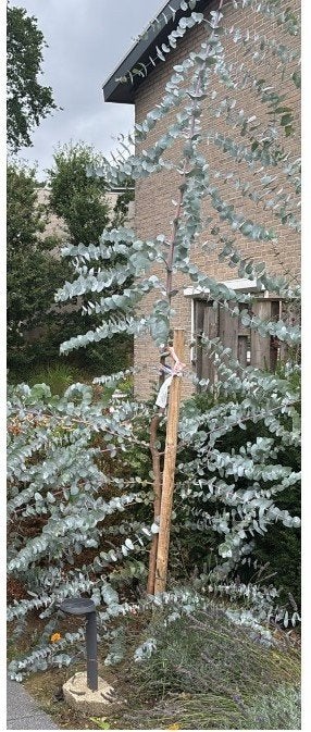 Eucalyptus boom, Tuin en Terras, Ophalen, Volle zon, Overige soorten