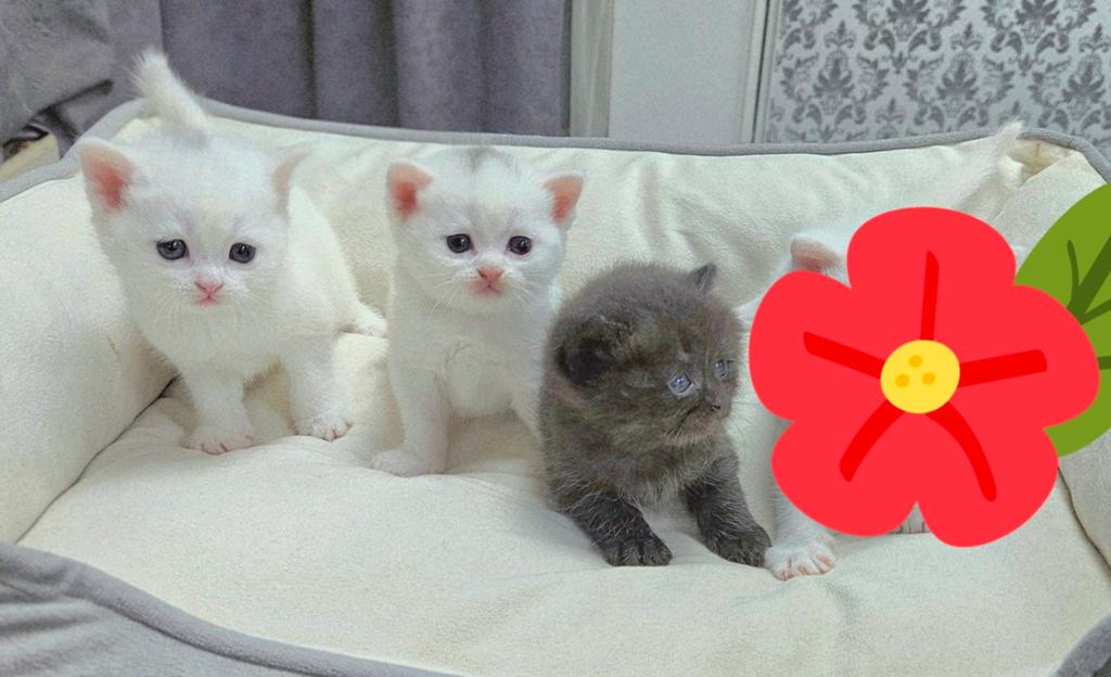 4 kittens zoeken een liefdevol thuis, Meerdere dieren