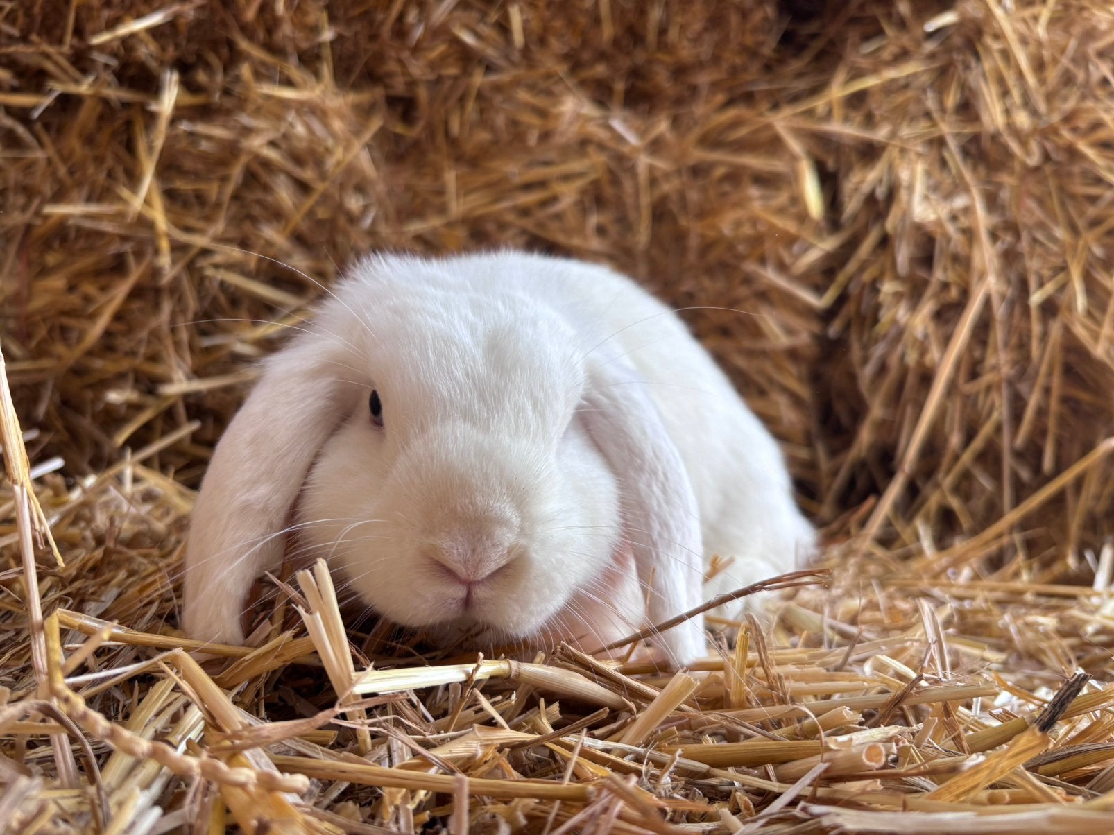 Prachtig lieve NHD x Minilop voedster wit blauwoog, Vrouwelijk, Dwerg, Hangoor, 0 tot 2 jaar