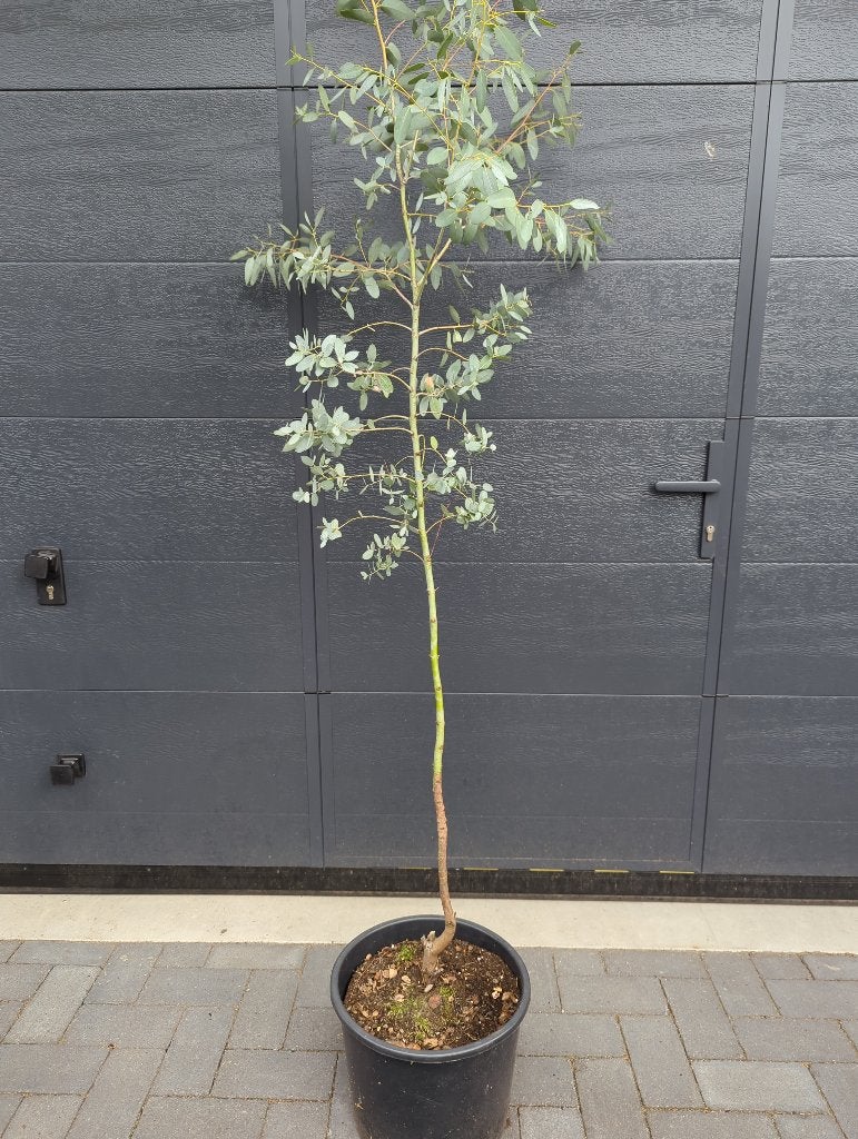 Eucalyptus gunnii, Overige soorten, 100 tot 250 cm, Ophalen, Volle zon