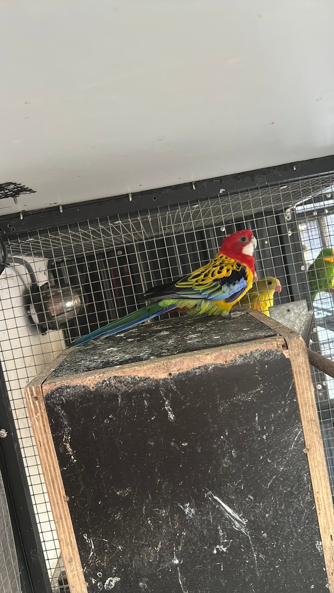 Goudmantel prachtrosella, Dieren en Toebehoren, Vogels | Parkieten en Papegaaien, Mannelijk, Parkiet