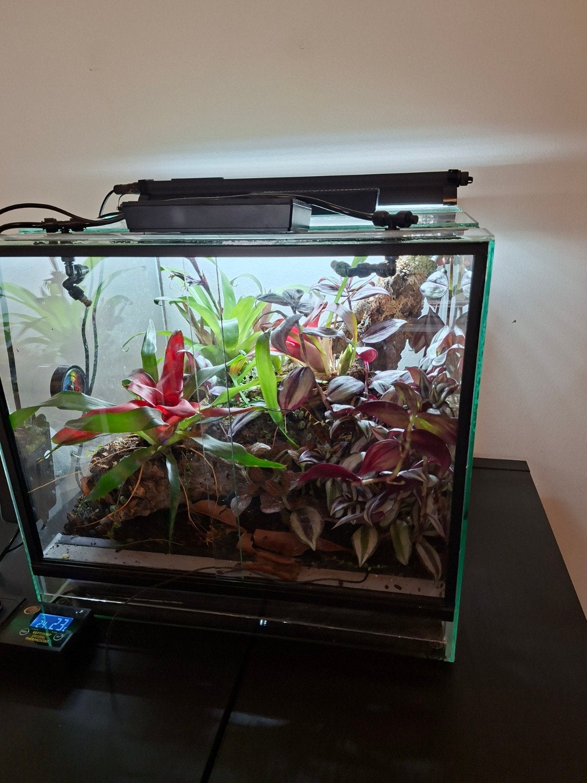 Paludarium met pijlgifkikkers, Dieren en Toebehoren, Amfibie, Met terrarium, 0 tot 2 jaar