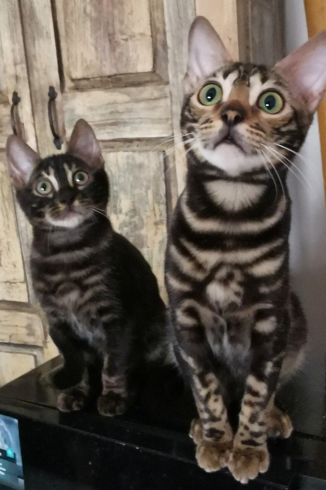 Lief Marbled Bengaal meisje en charcoal katertje, Dieren en Toebehoren, Poes, Ontwormd, 0 tot 2 jaar