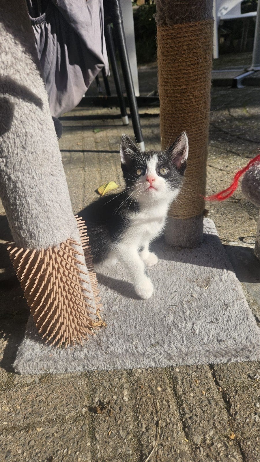 Kittens 6 weken oud, Geslacht onbekend, Kortharig, 0 tot 2 jaar