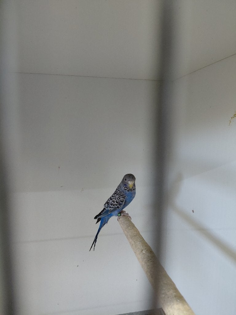 BFBW, Meerdere dieren, Parkiet, Geringd