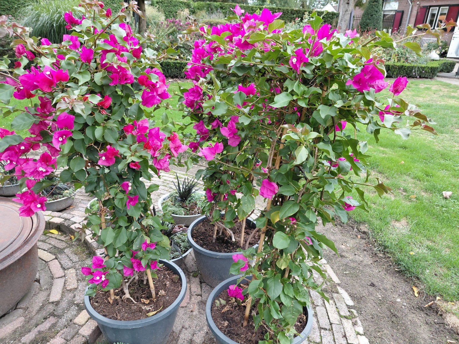 Bougainville, Ophalen of Verzenden, Overige soorten, Volle zon