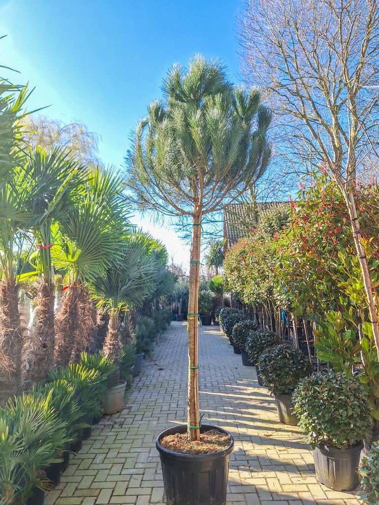 Pinus pinea hoogstam, parasolden, Ophalen, Zomer, Volle zon, Overige soorten