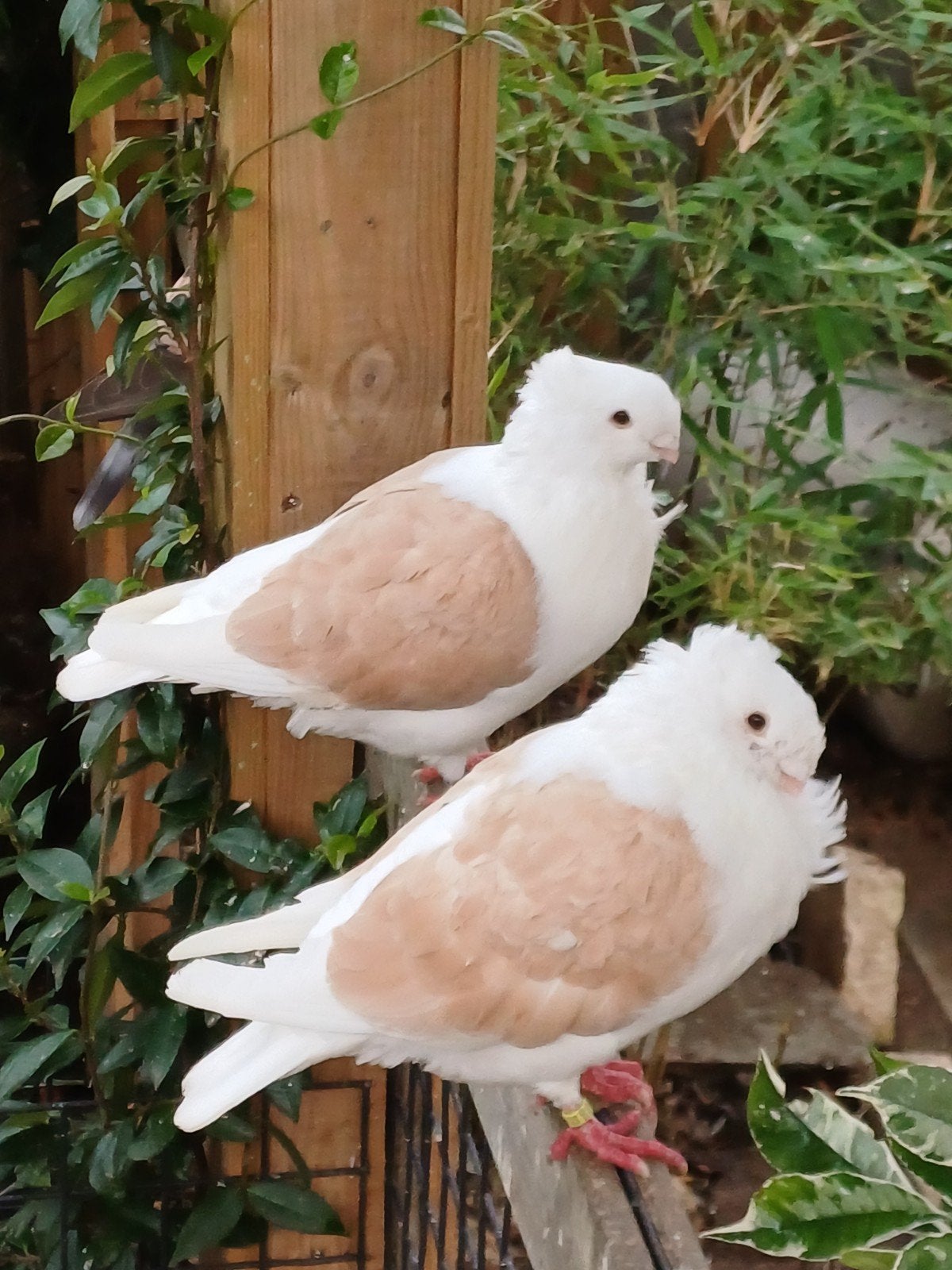 koppel, Dieren en Toebehoren, Meerdere dieren, Overige soorten