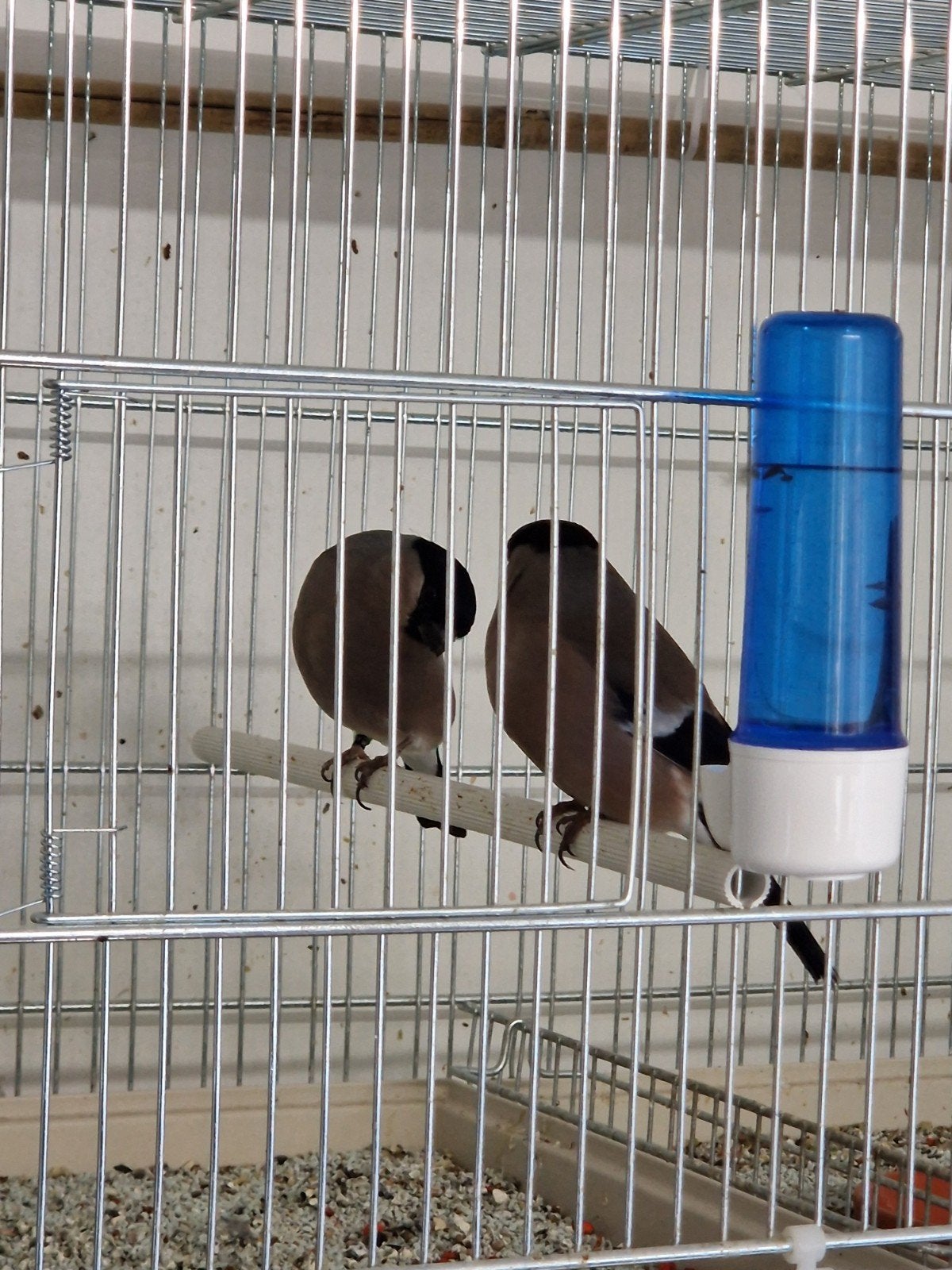 Noorse goudvinken, Meerdere dieren, Bastaard