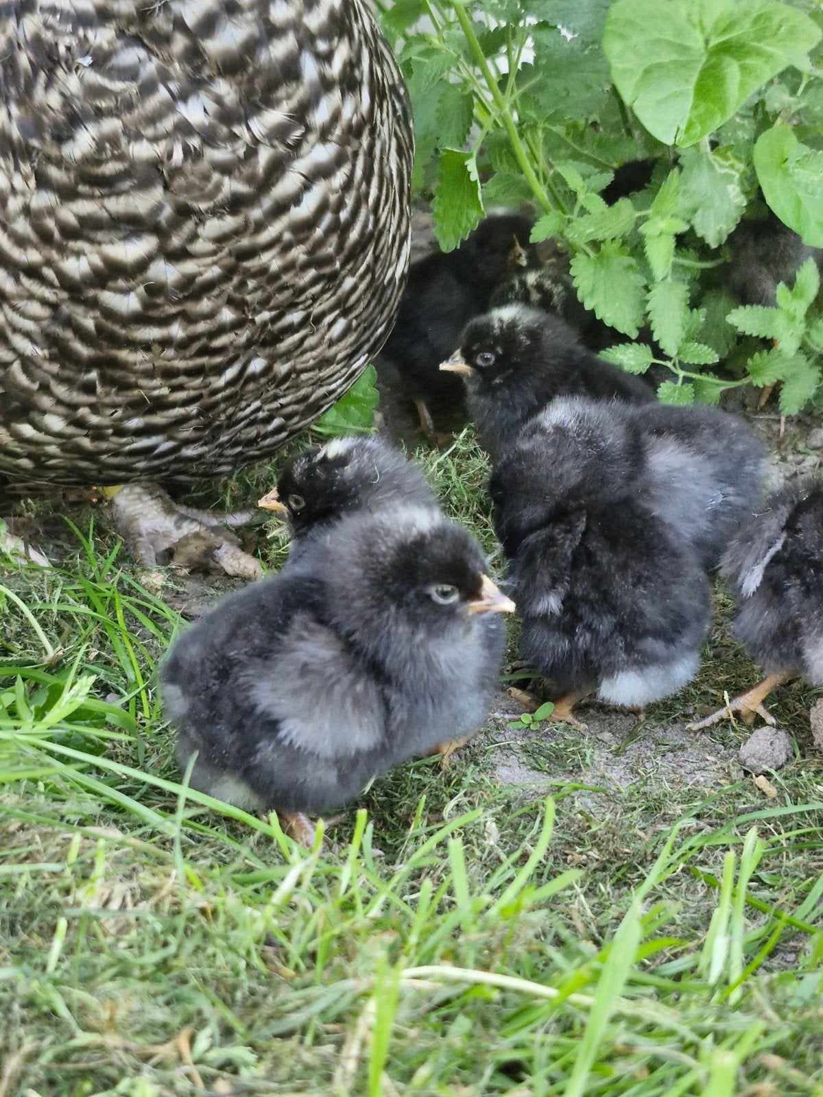 Noord Hollandse Blauwe kuikens, Dieren en Toebehoren, Geslacht onbekend, Kip