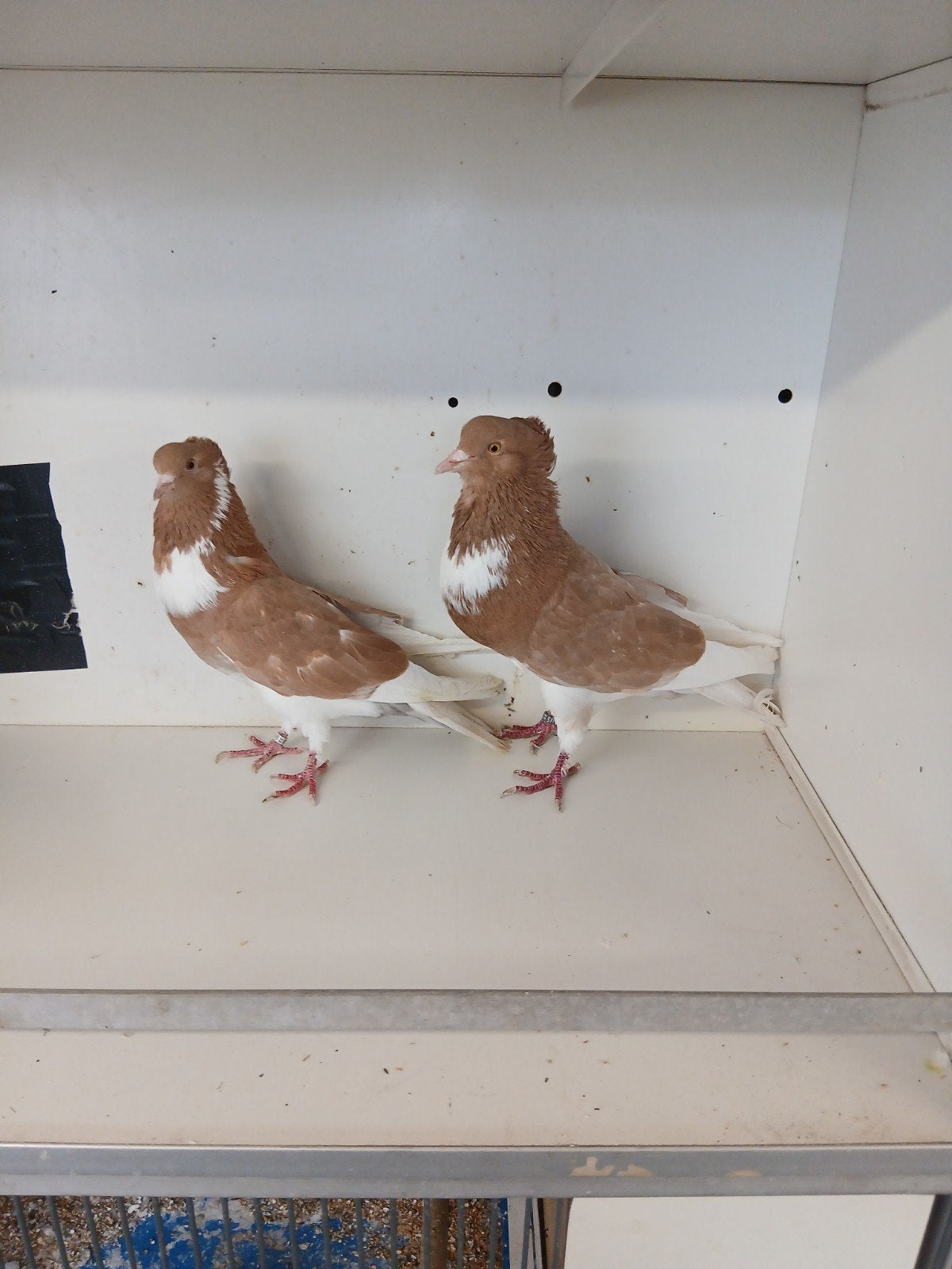 twee mooie koppels paletwitzer kroppers, Meerdere dieren