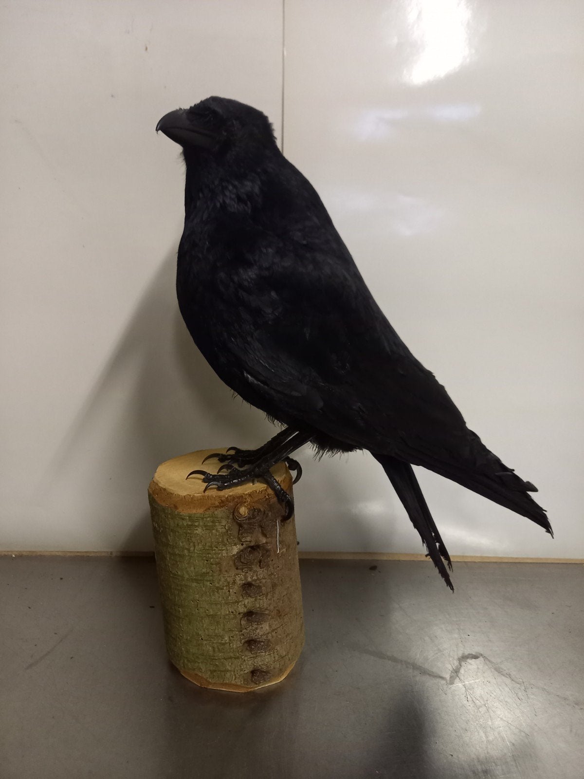 opgezette zwarte kraai, Ophalen of Verzenden, Zo goed als nieuw, Vogel, Opgezet dier