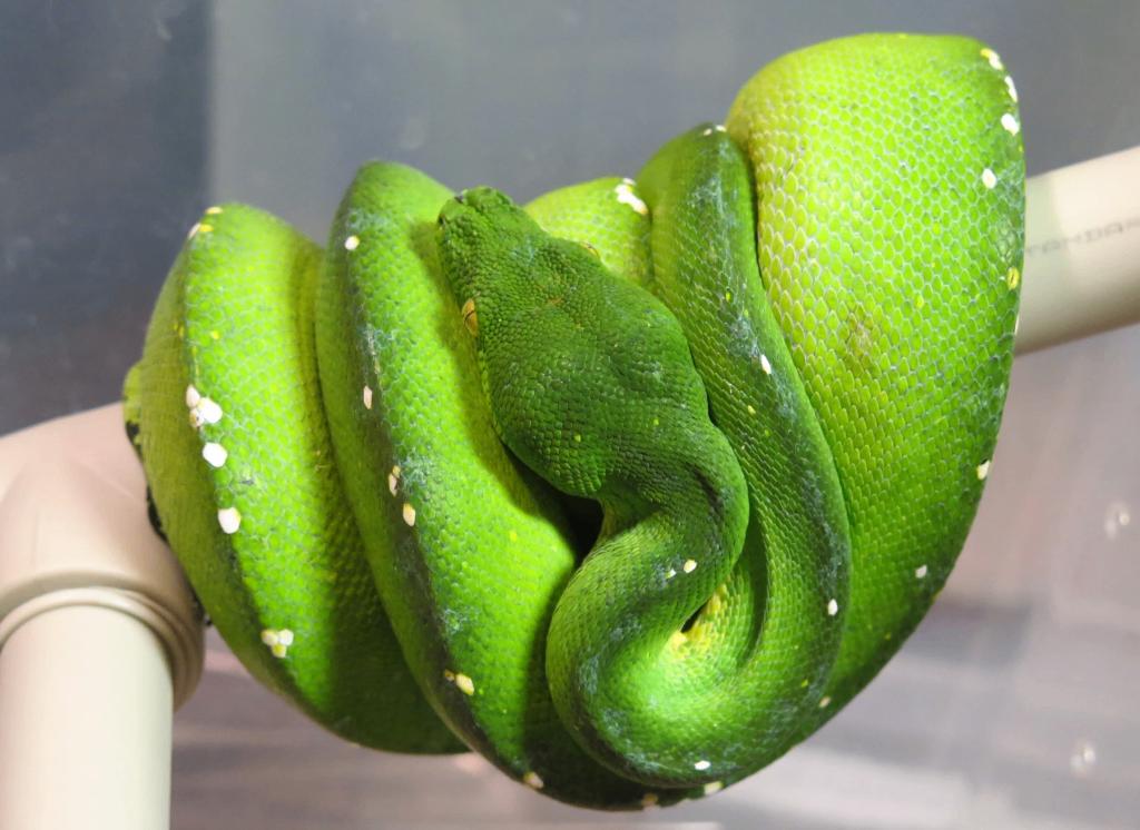 Morelia Viridis sorong Blue Chain Green Tree Python - unknown for sale from reptile900