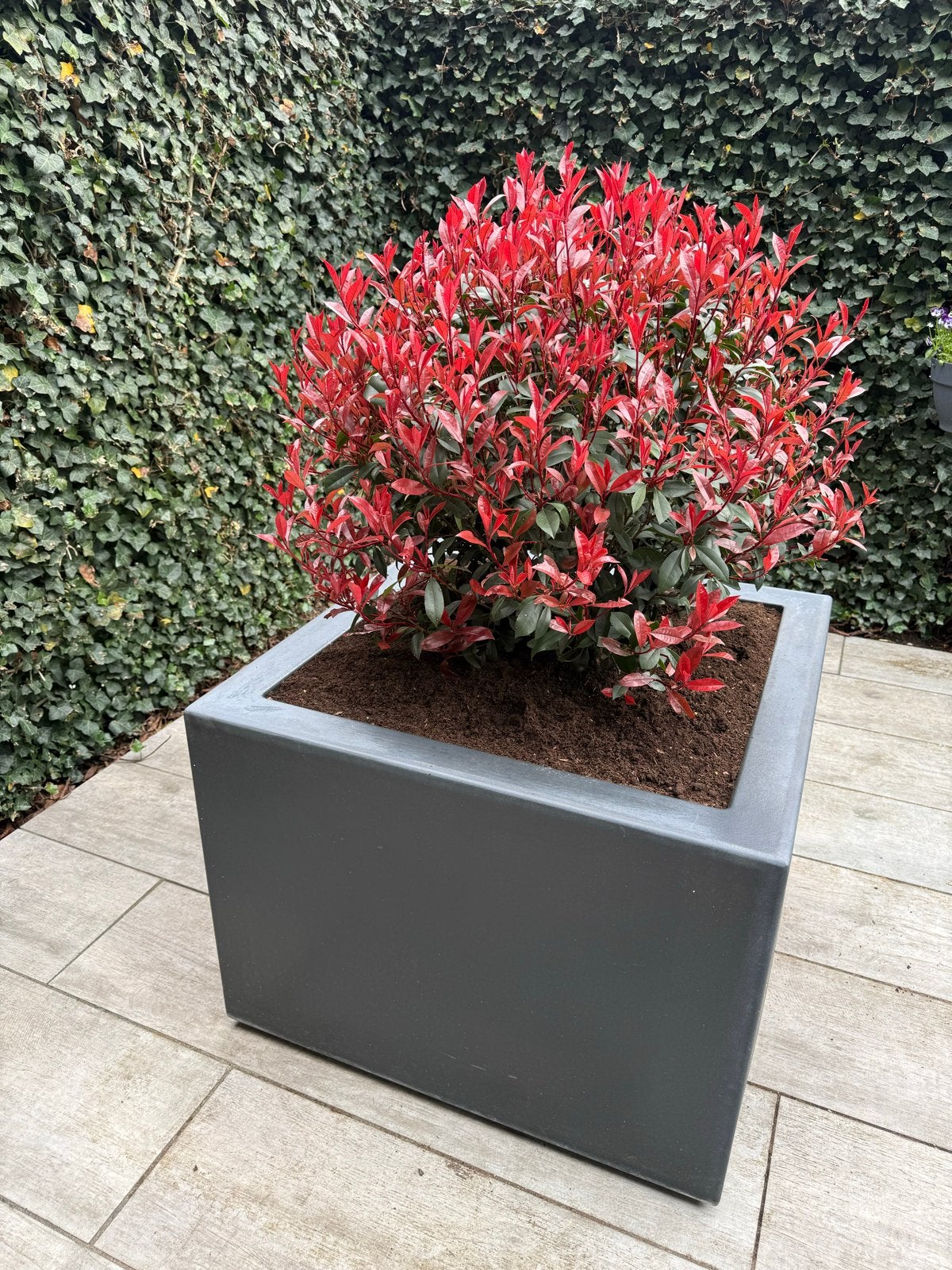 Polyester plantenbak op wielen 80x80x60 cm met glansmispel, Ophalen, Kunststof, Gebruikt, Vierkant