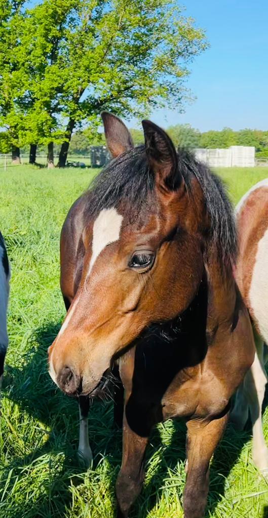 Leuke kompakte 2 jarige Quarter Horse Hengst, Dieren en Toebehoren, Hengst, Minder dan 160 cm, Recreatiepaard, 0 tot 2 jaar