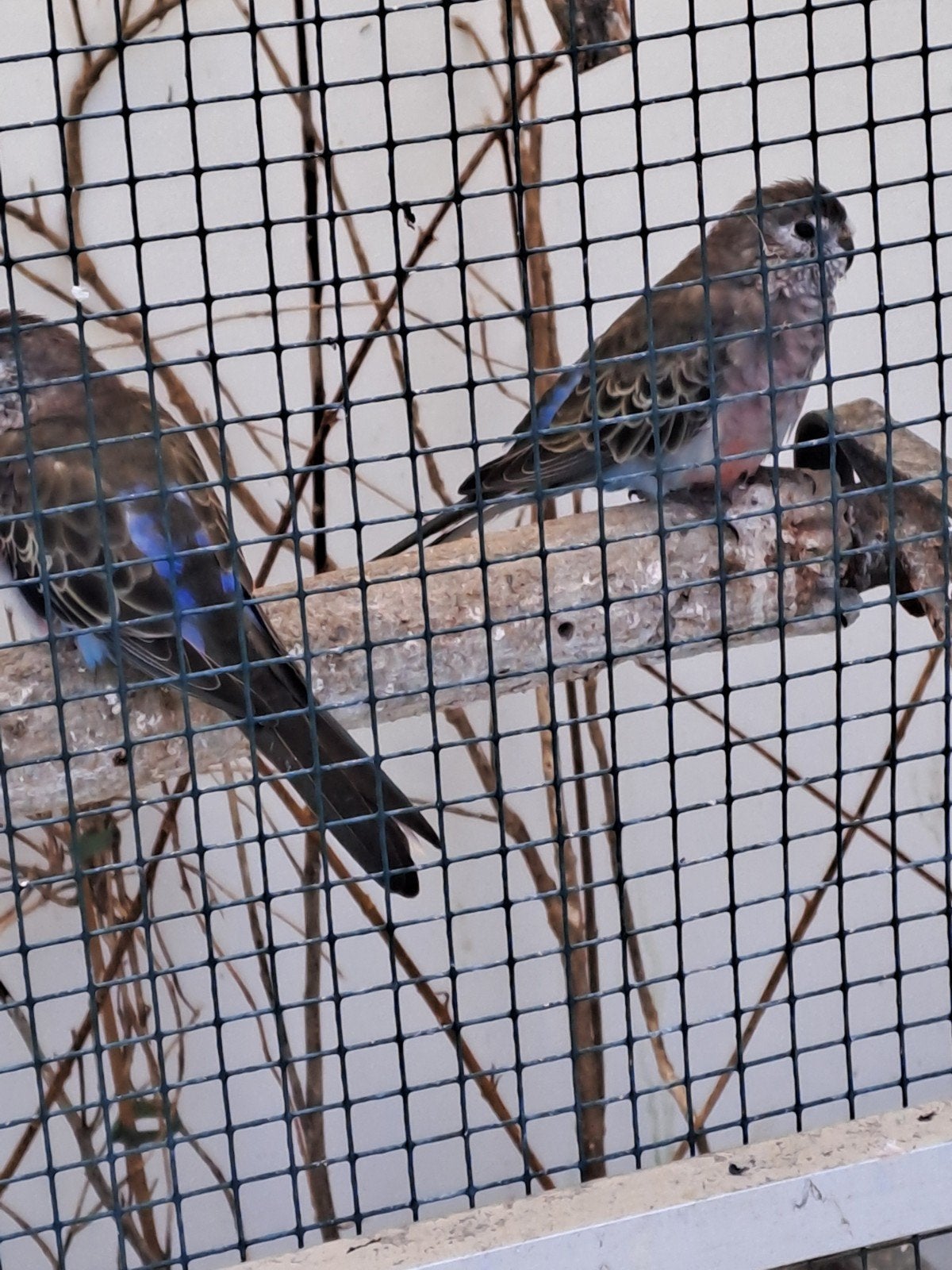bourke, Meerdere dieren, Parkiet, Geringd