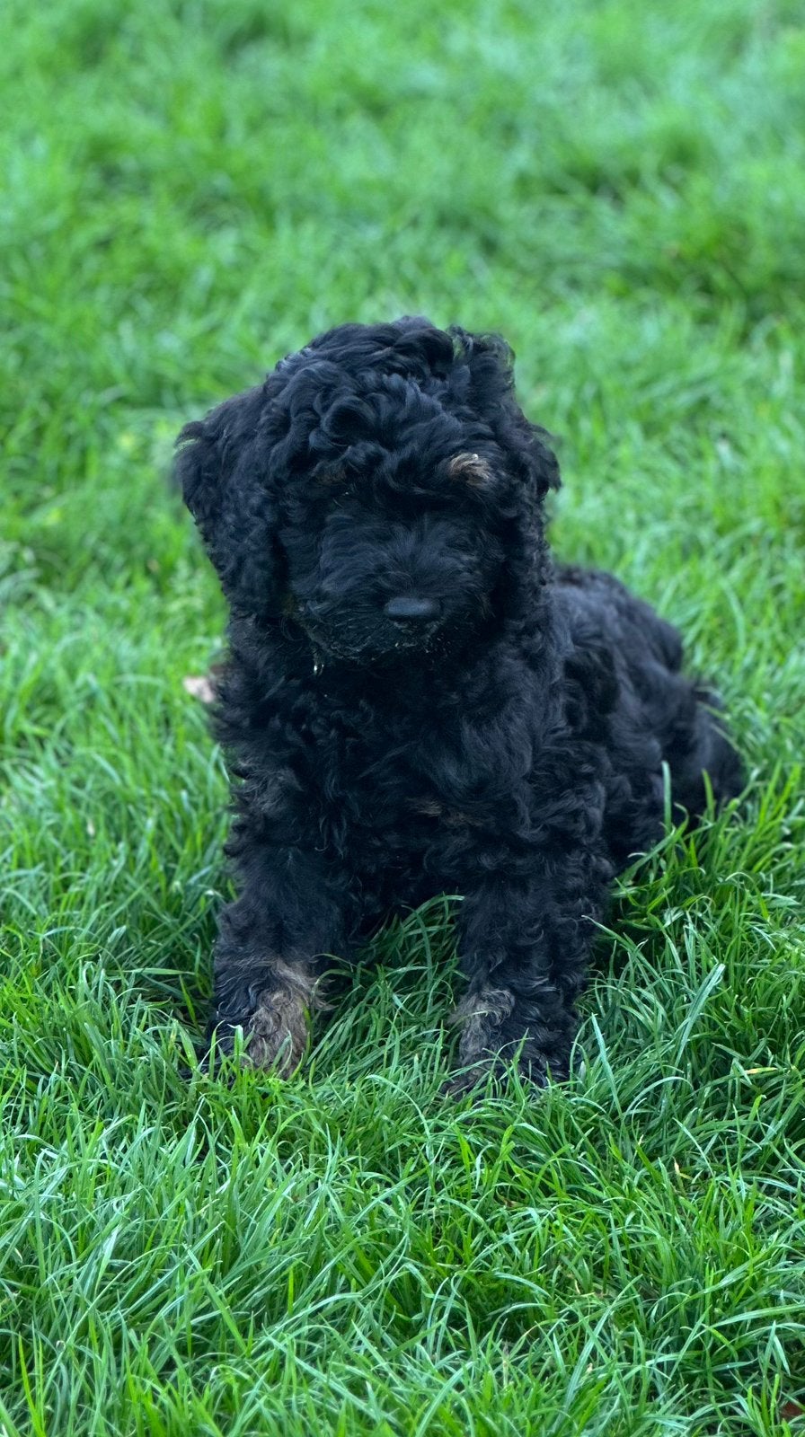 Nog 1 prachtige Australian Labradoodle reutje, Dieren en Toebehoren, Reu, 8 tot 15 weken, Meerdere, CDV (hondenziekte)