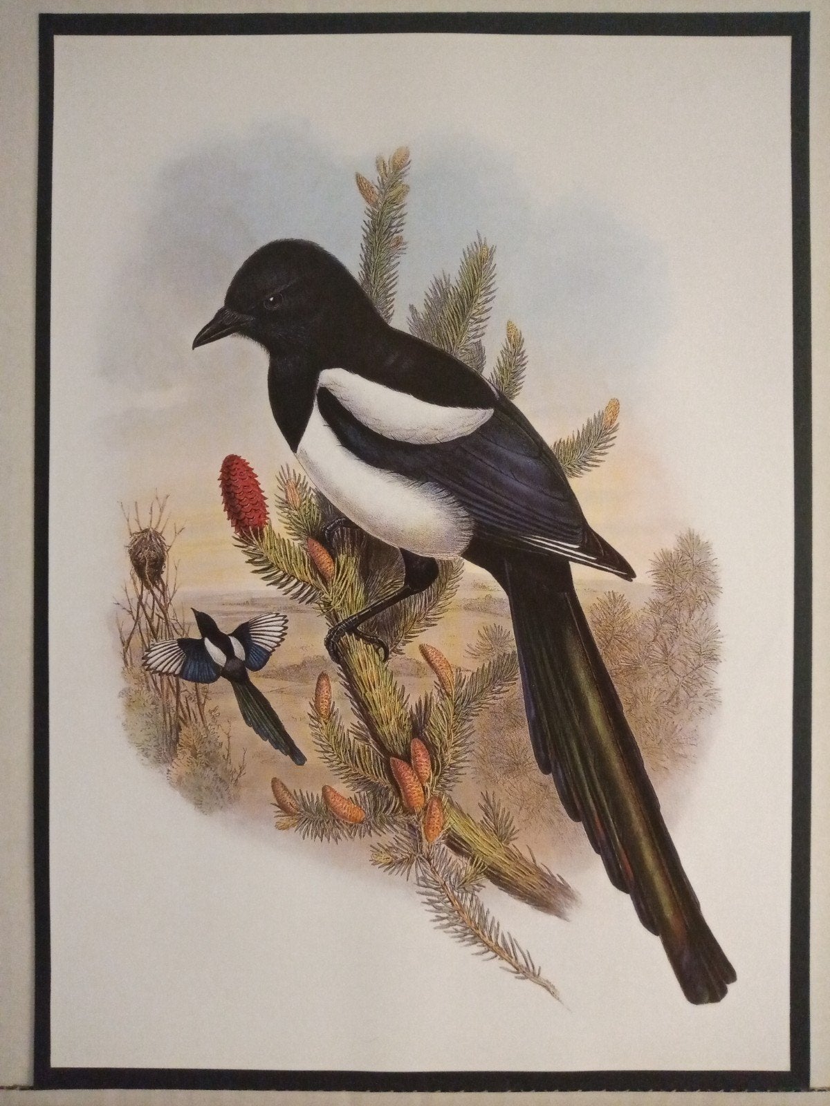 Ekster - prachtige plaat afmeting 24,5cm x 29,5cm, Verzenden, 1980 tot heden, Zo goed als nieuw, Dier