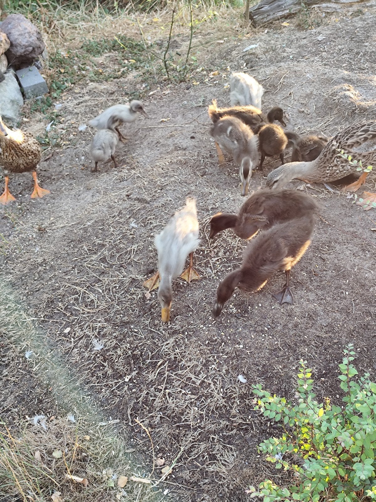 loopeenden, Meerdere dieren, Eend