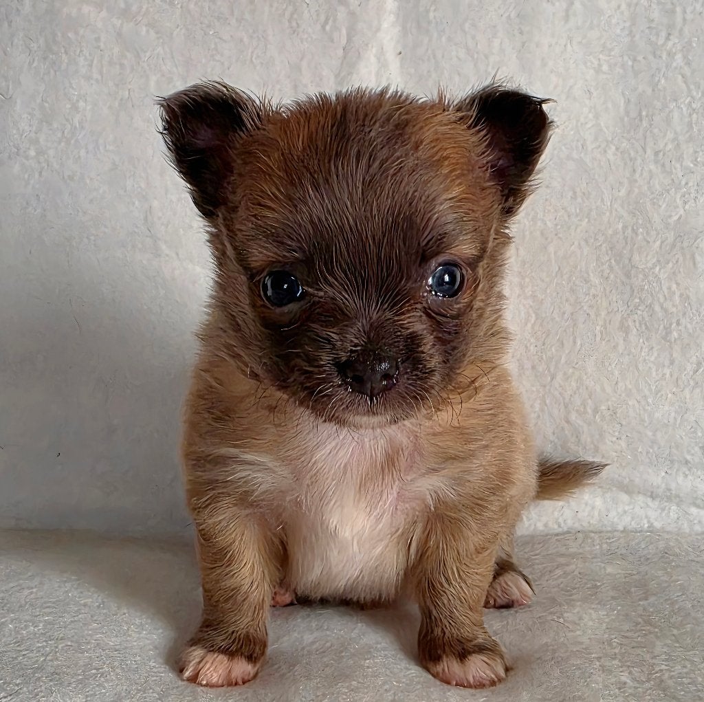 Chihuahua pup (reutje), Dieren en Toebehoren, Honden | Chihuahua's en Gezelschapshonden, België, Particulier, Reu, 8 tot 15 weken