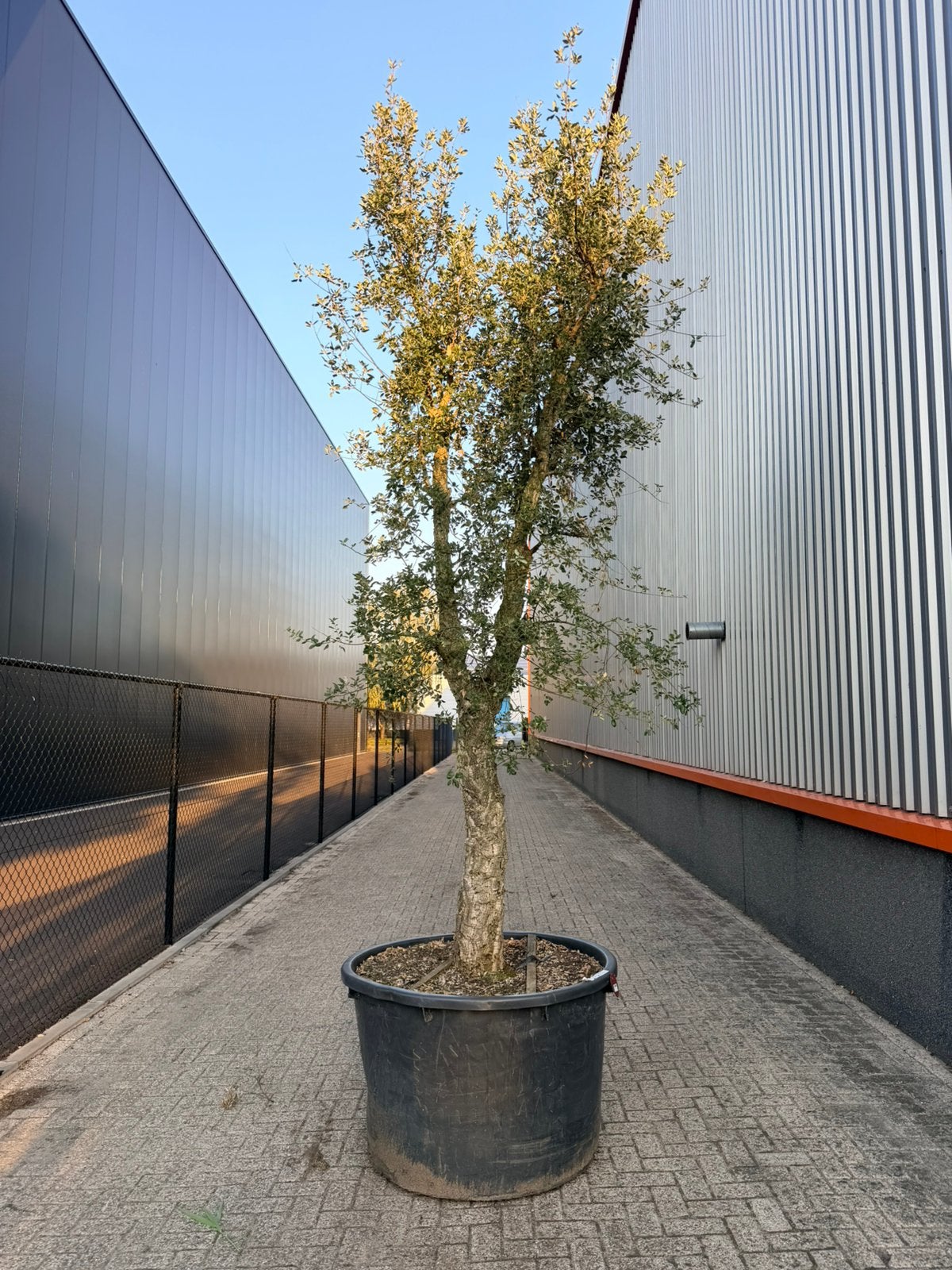 Mooi vertakte enkelstammige kurkeik/ quercus suber, Tuin en Terras, Overige soorten, Zomer, 400 cm of meer, Ophalen