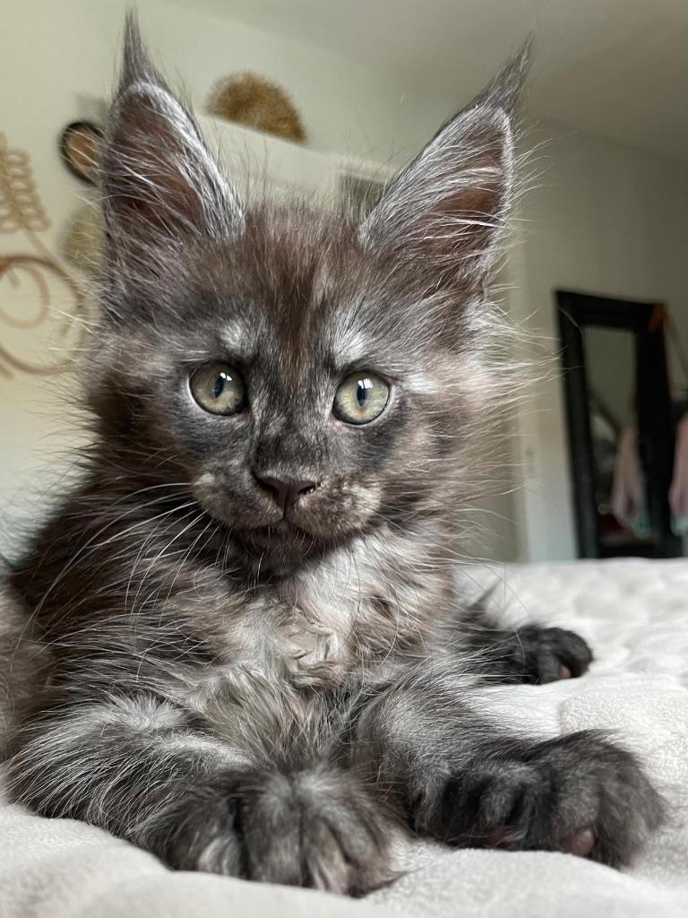 Prachtige Maine coon Kittens, Dieren en Toebehoren, Katten en Kittens | Raskatten | Langhaar, Meerdere dieren, Met stamboom, 0 tot 2 jaar