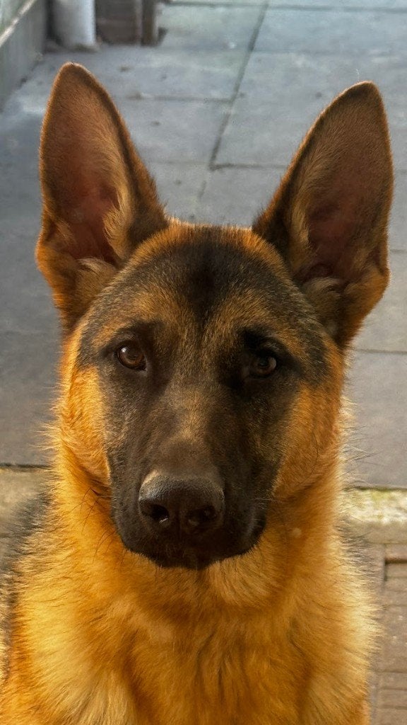 Duitse herder Reu 10 maanden zoek lief baasje met aandacht, Dieren en Toebehoren, Honden | Herdershonden en Veedrijvers, 15 weken tot 1 jaar