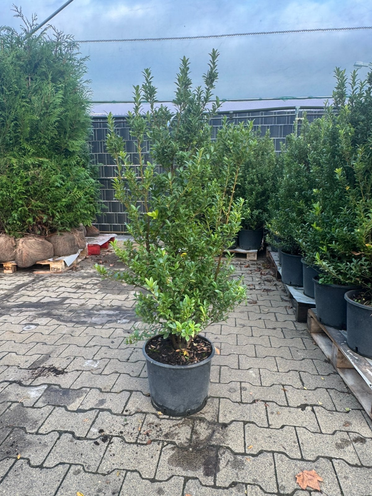 Diverse haagplanten Direkt leverbaar, Ophalen, Conifeer, 100 tot 250 cm