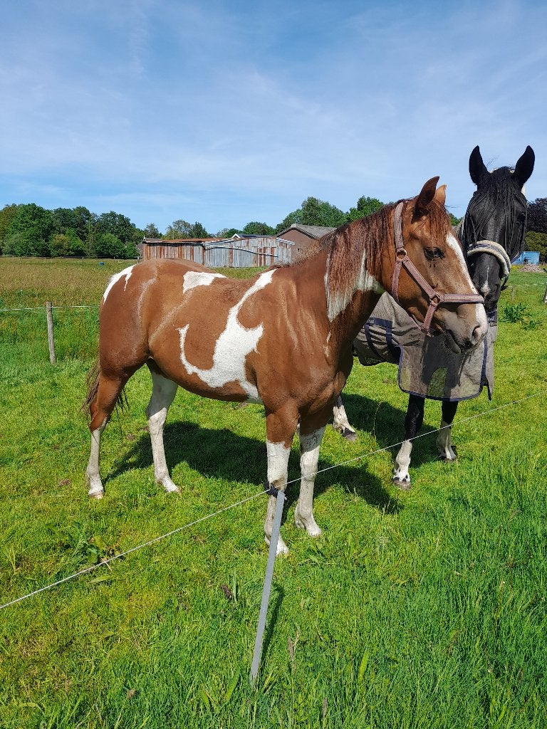 Mooie 3 jarige paint merrie te koop, Dieren en Toebehoren, Paarden, Merrie, Minder dan 160 cm, 3 tot 6 jaar, Gechipt