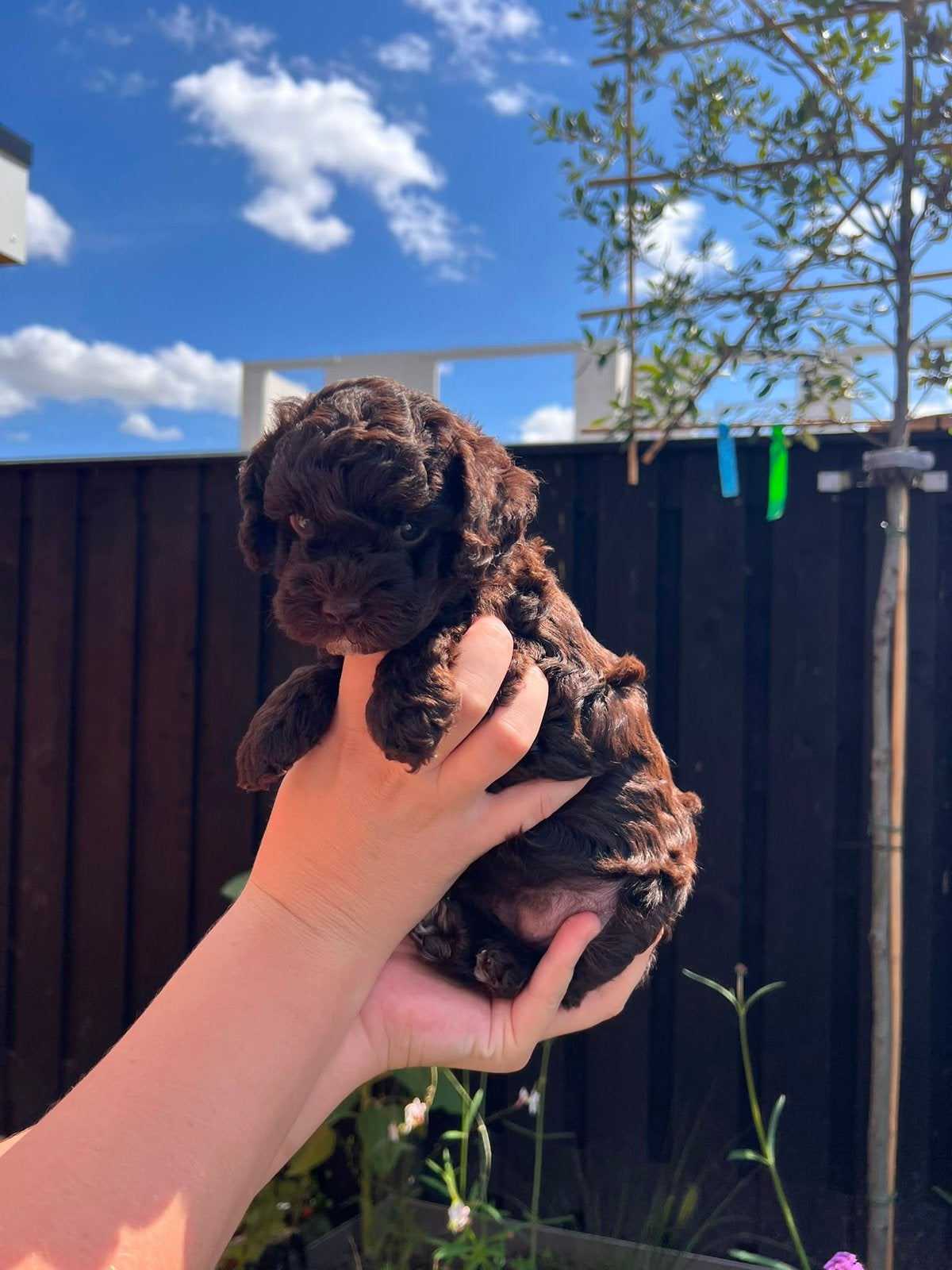 Prachige mini labradoodle (donkere choco)( poedel / doodle ), Dieren en Toebehoren, Honden | Retrievers, Spaniëls en Waterhonden