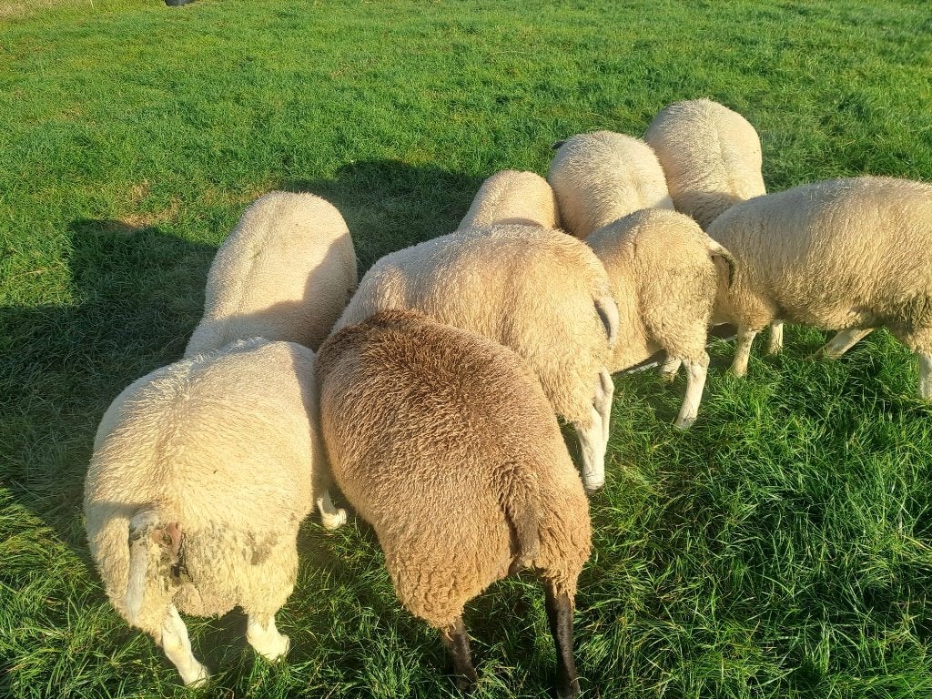 Rammen, Mannelijk, Schaap, 0 tot 2 jaar