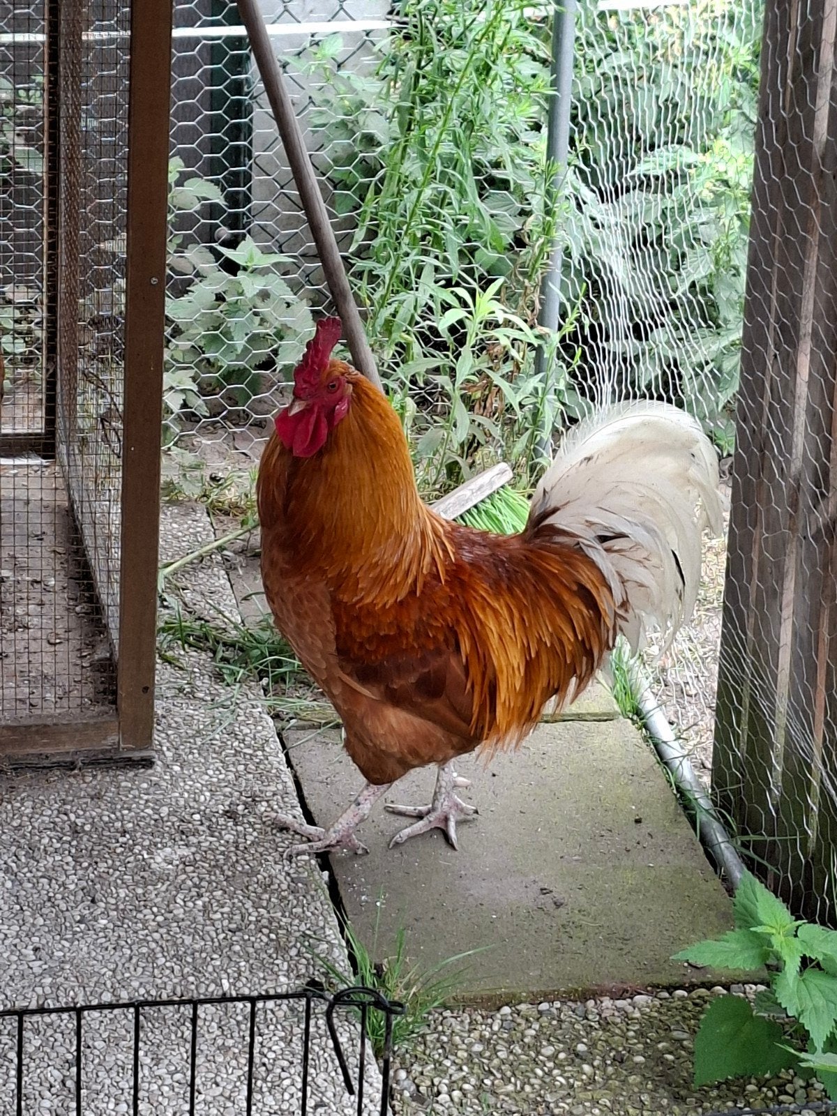 Haan (gratis), Dieren en Toebehoren