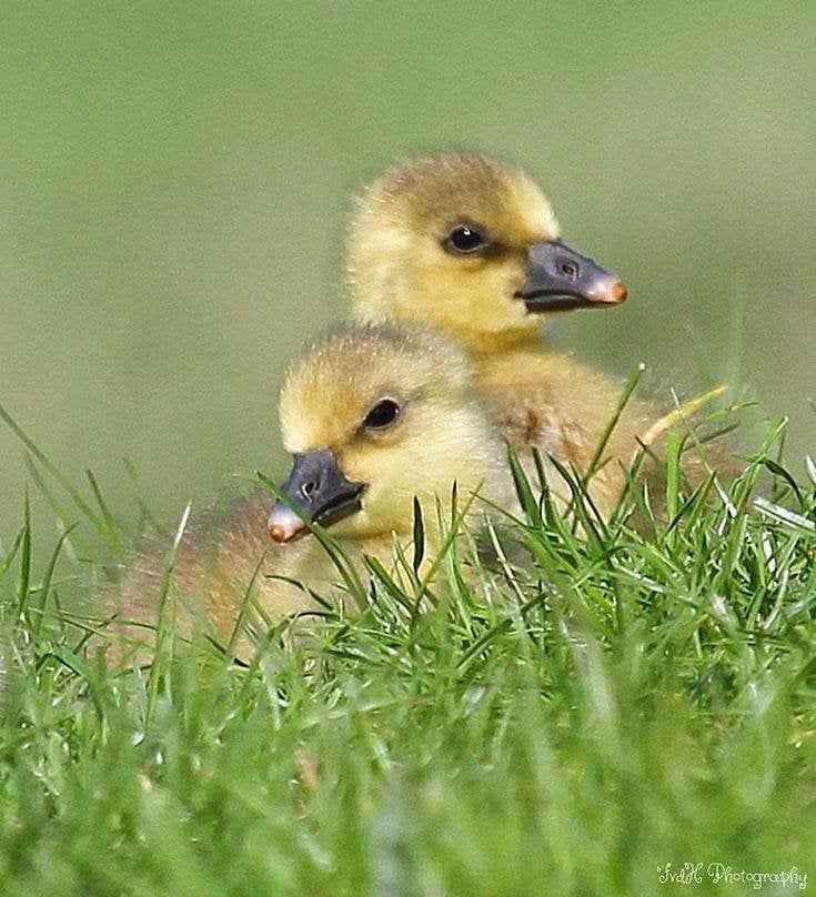 pluimvee, Dieren en Toebehoren, Meerdere dieren, Gans of Zwaan